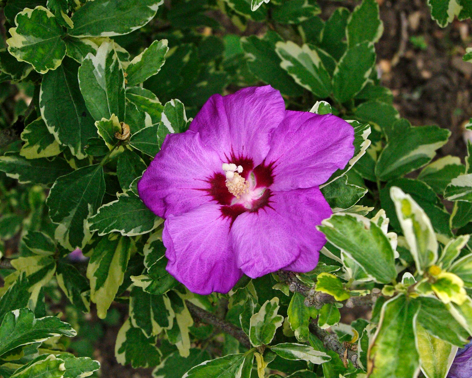 Hibiscus syriacus Variegata