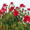 Euphorbia-pulcherrima - the bright terminal bracts offer winter colour