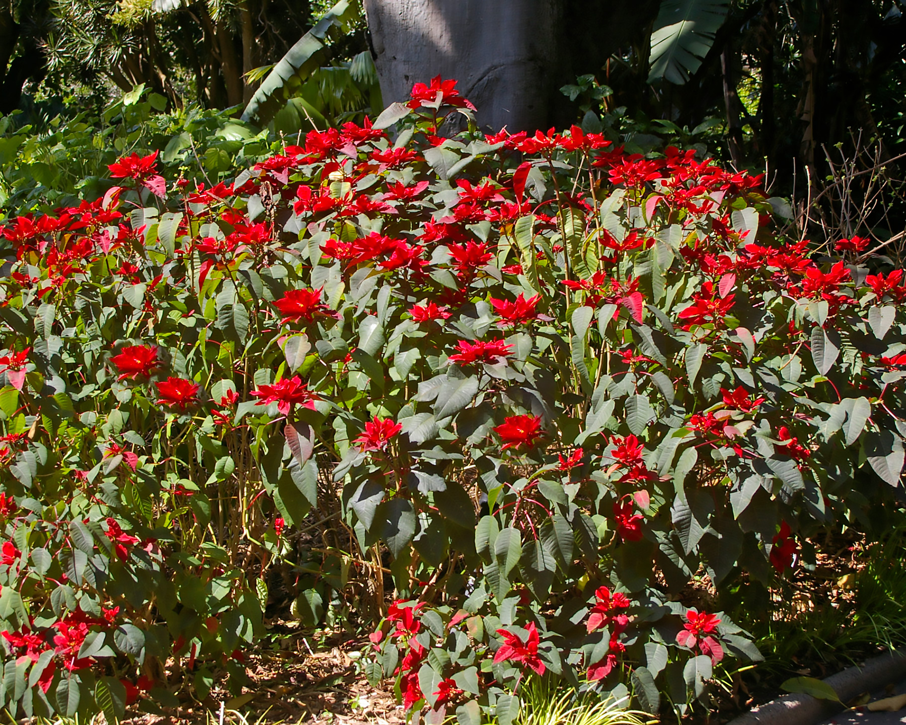 Euphorbia pulcherrima, the Ponsettia provides welcome colour in winter.