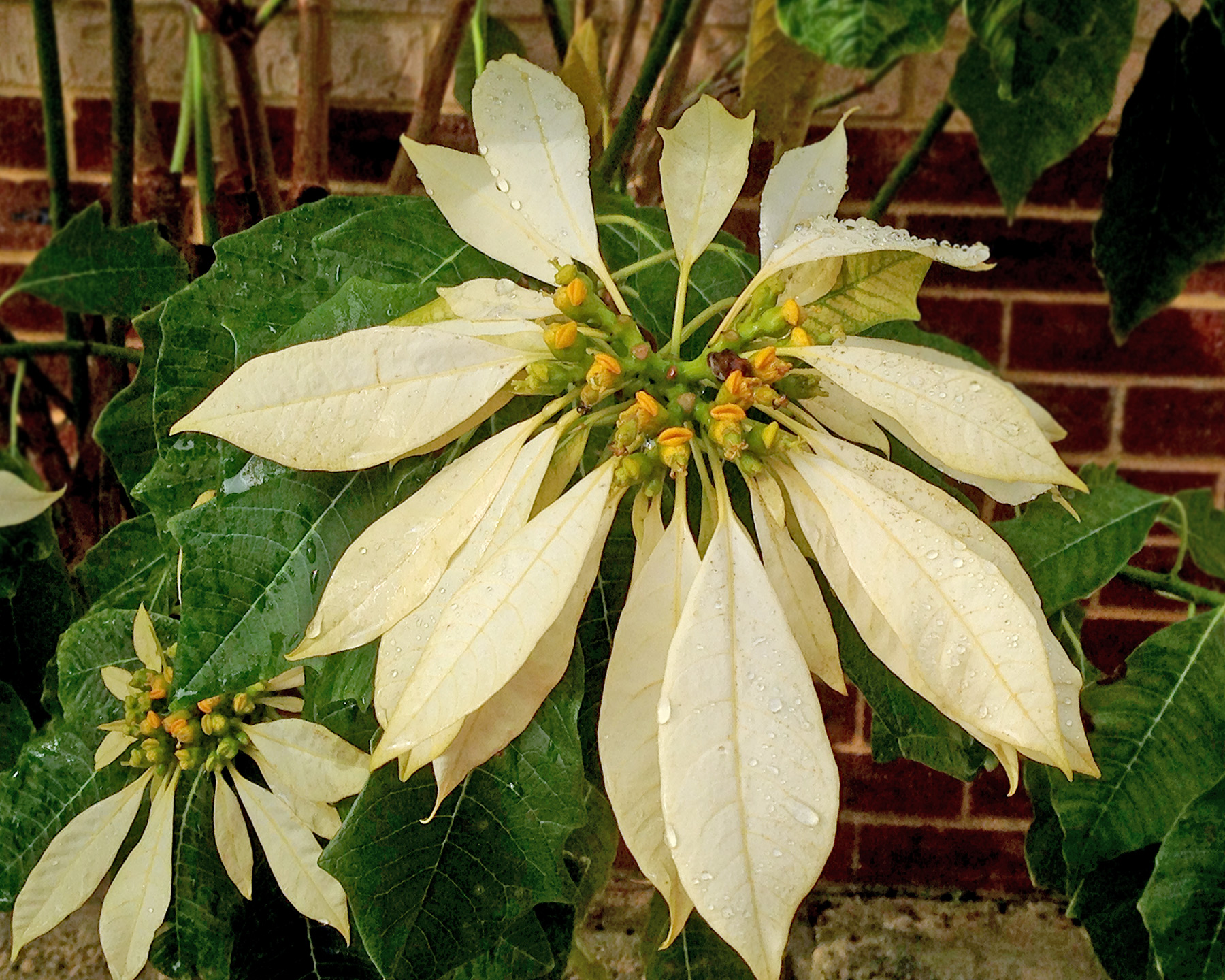 Euphorbia-pulcherrima - cream variant