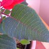 Euphorbia Pulcherrima leaf