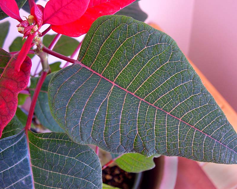 Euphorbia Pulcherrima leaf