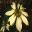 Euphorbia-pulcherrima - cream variant