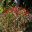 Euphorbia pulcherrima, the Ponsettia provides welcome colour in winter.