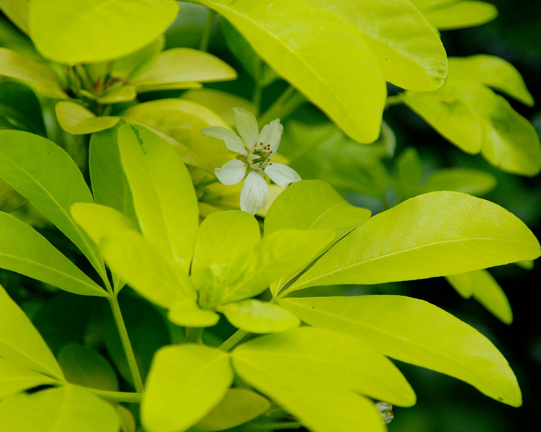 The yellow to yellowy green leaves and small white flowers of Choisya ternata 'Sundance'