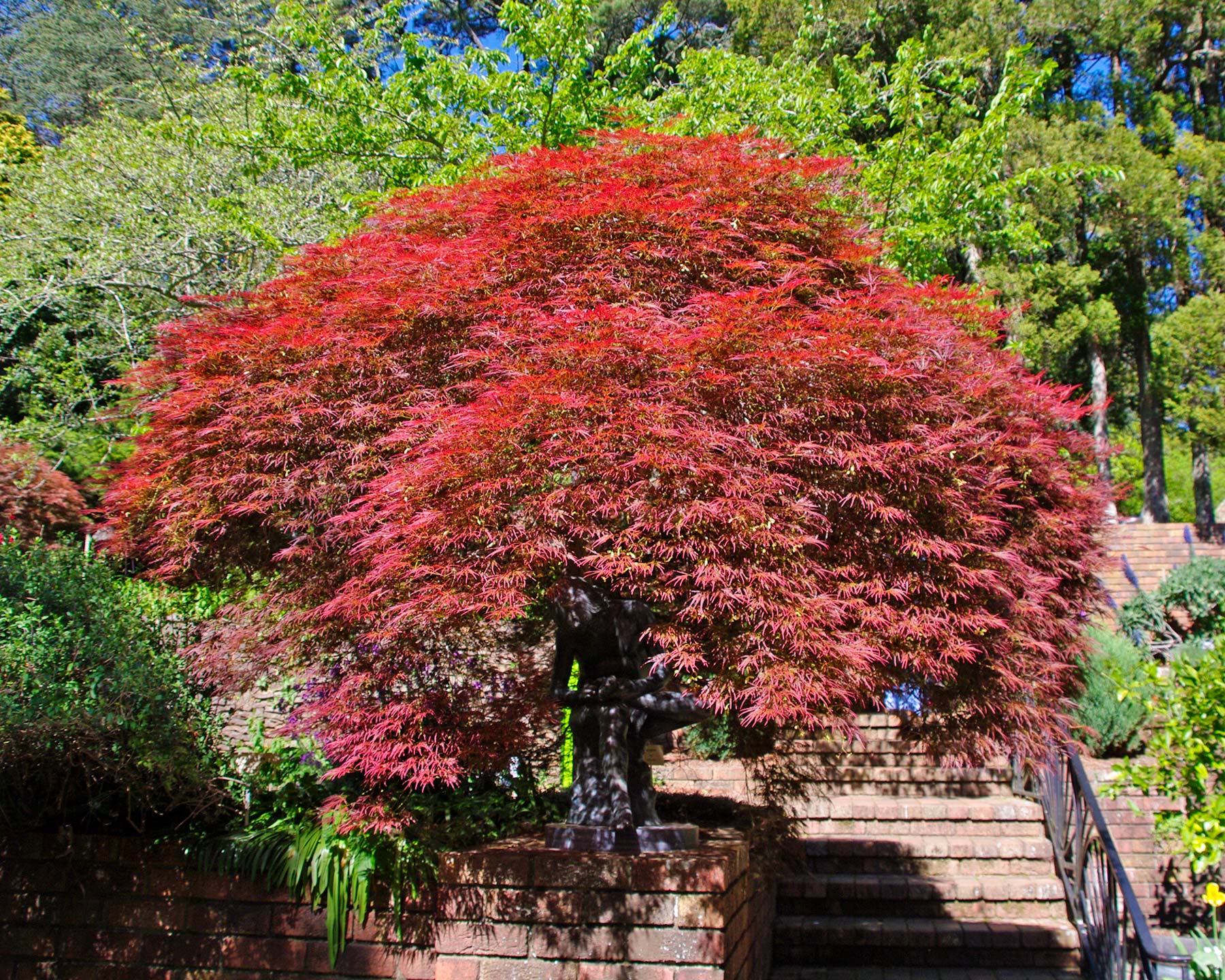 Acer Palmatum Seiryu has brilliant red bronze folliage - Spring, Everglades, Blue Mountains