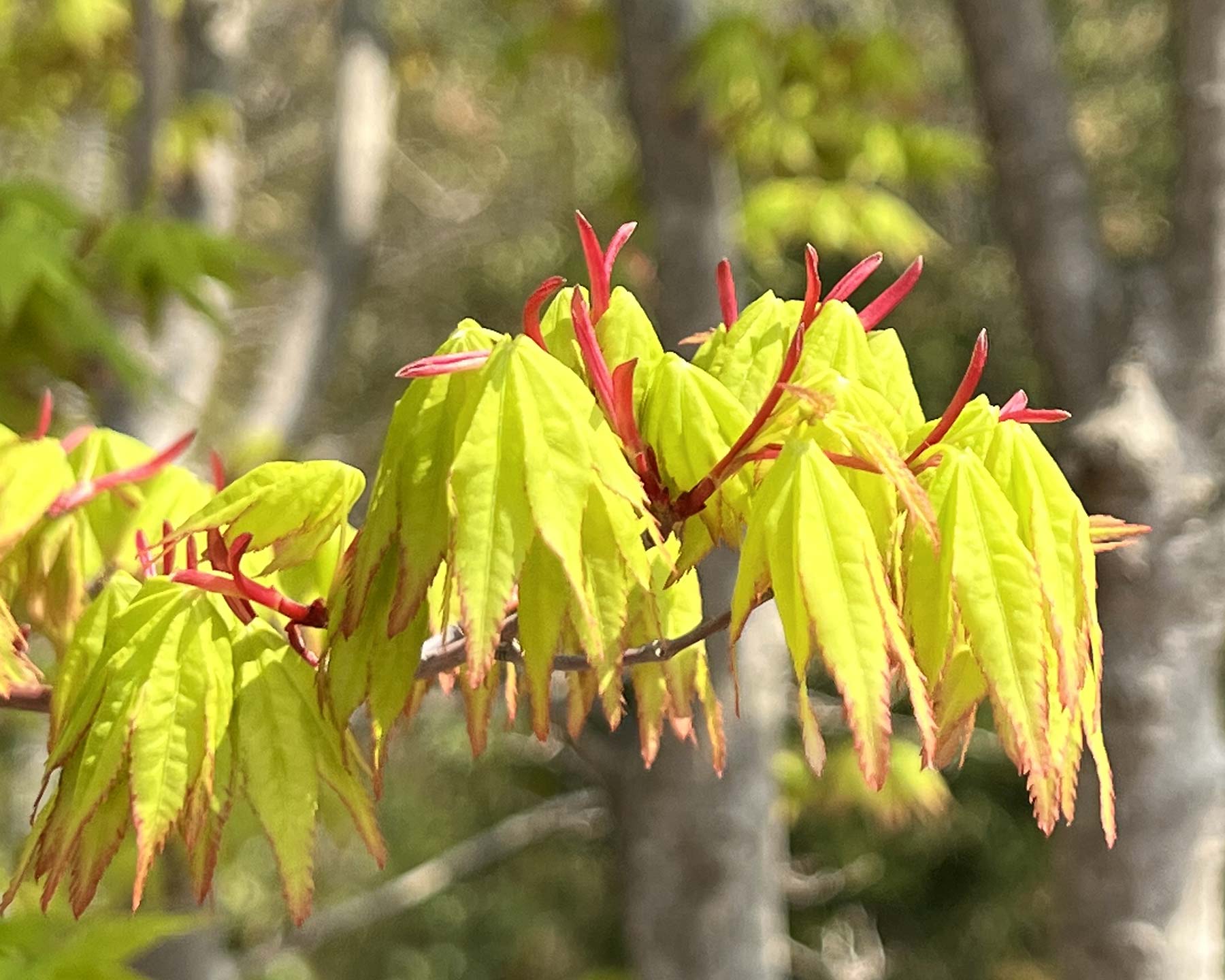 Acer palmatum - seen in South Korea