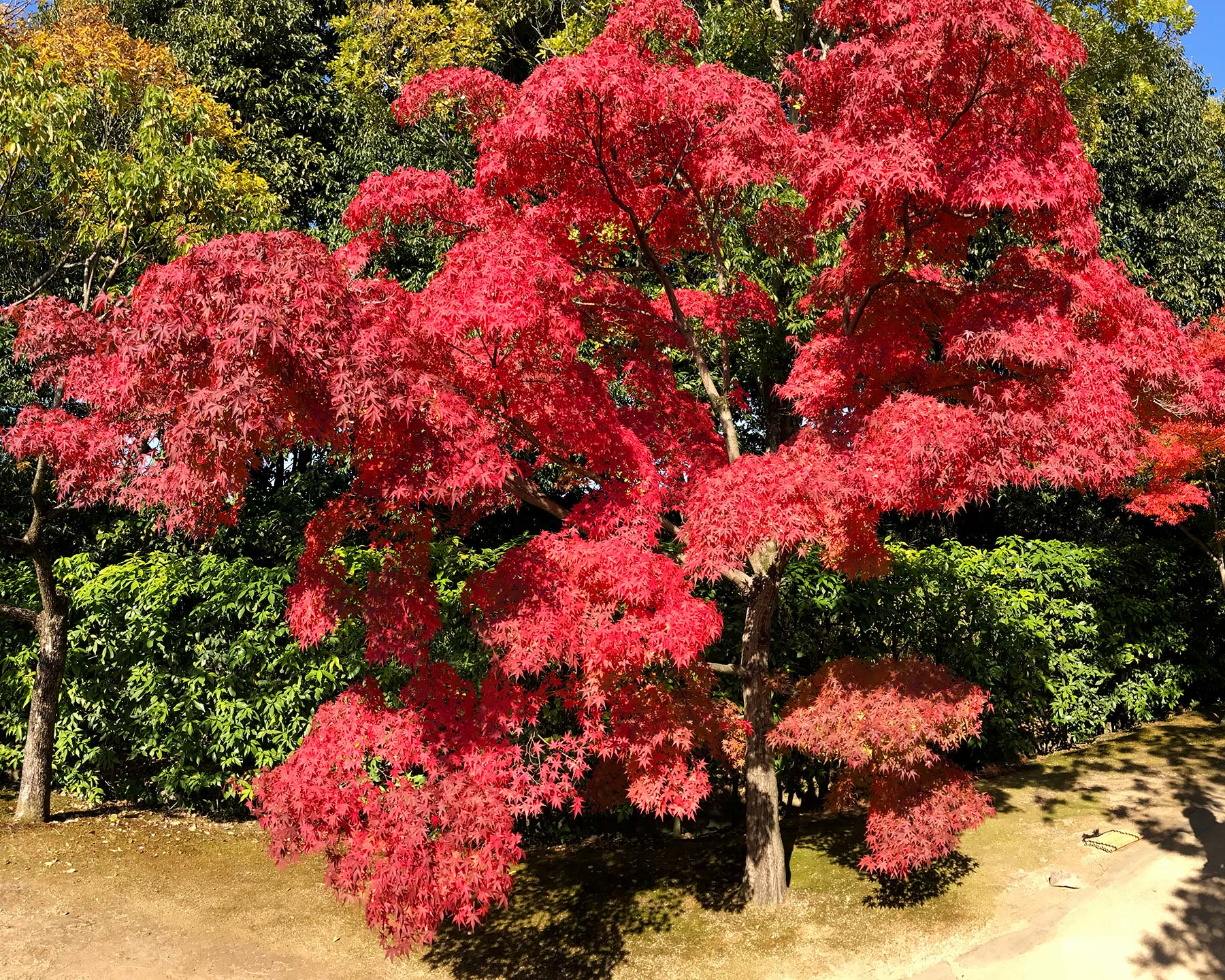Acer palmatum in autumn