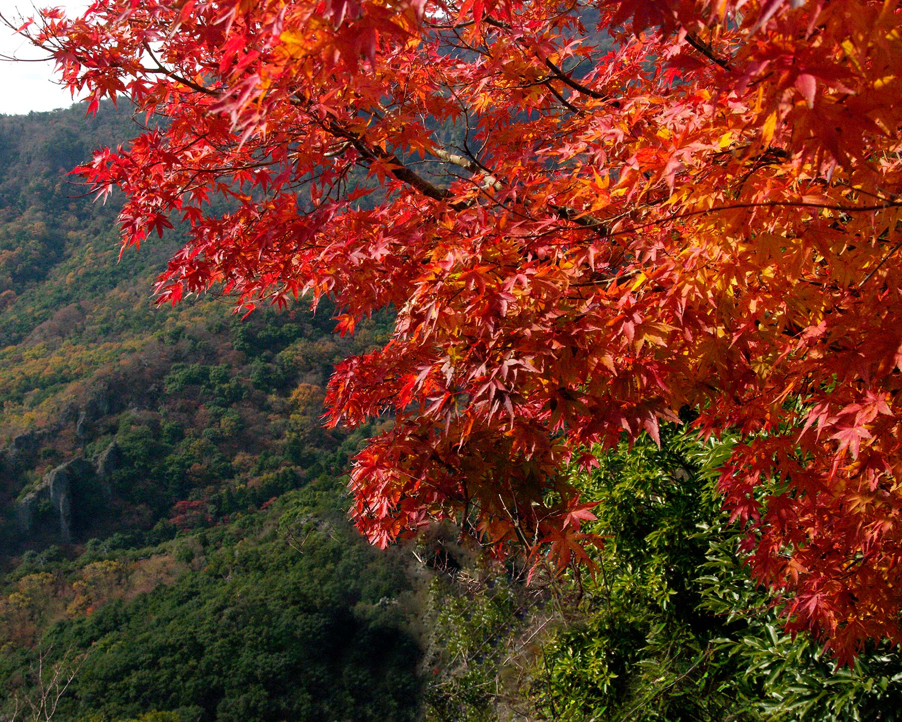 Acer palmatum in autumn at Kankakei Gorge, Japan