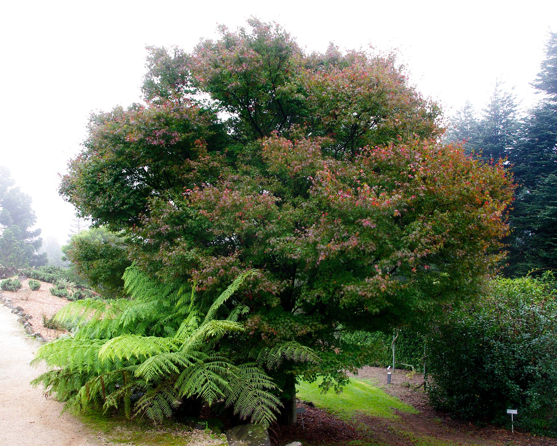 Acer palmatum, Japanese Maple