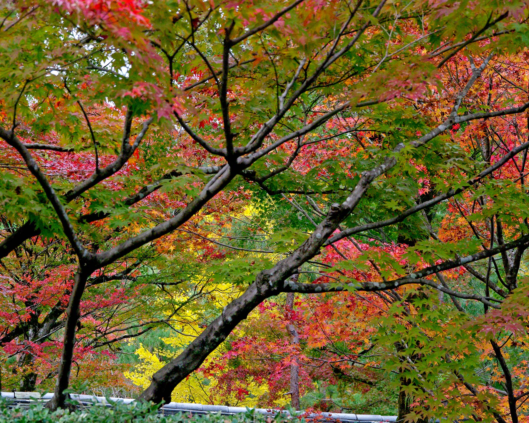Acer palmatum on the turn, as seen at Arashiyama, Japan