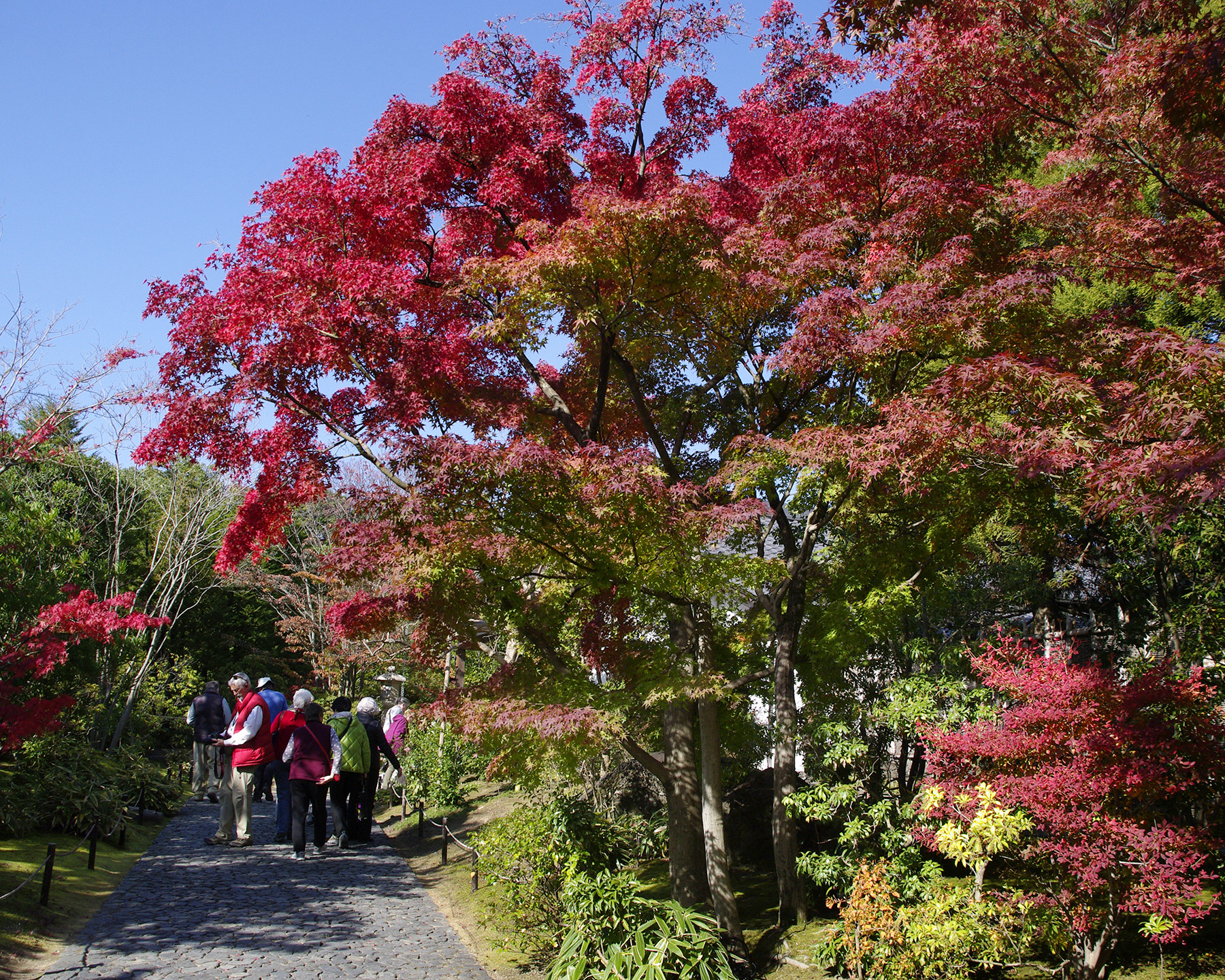 Acer palmatum, seen at Himeji Castle, Japan