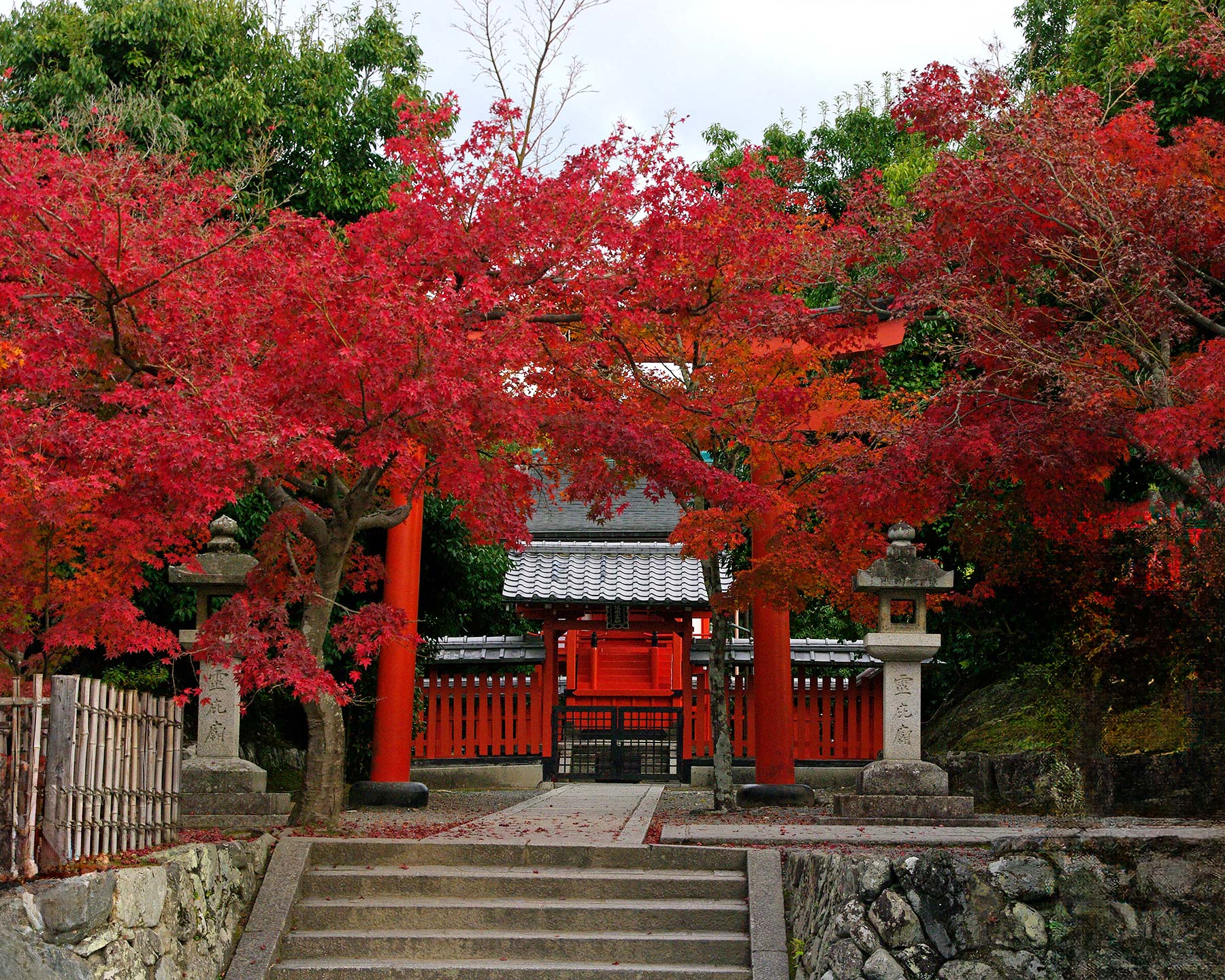 Acer plamatum at Tenryu-Ji Temple, Kyoto, Japan.