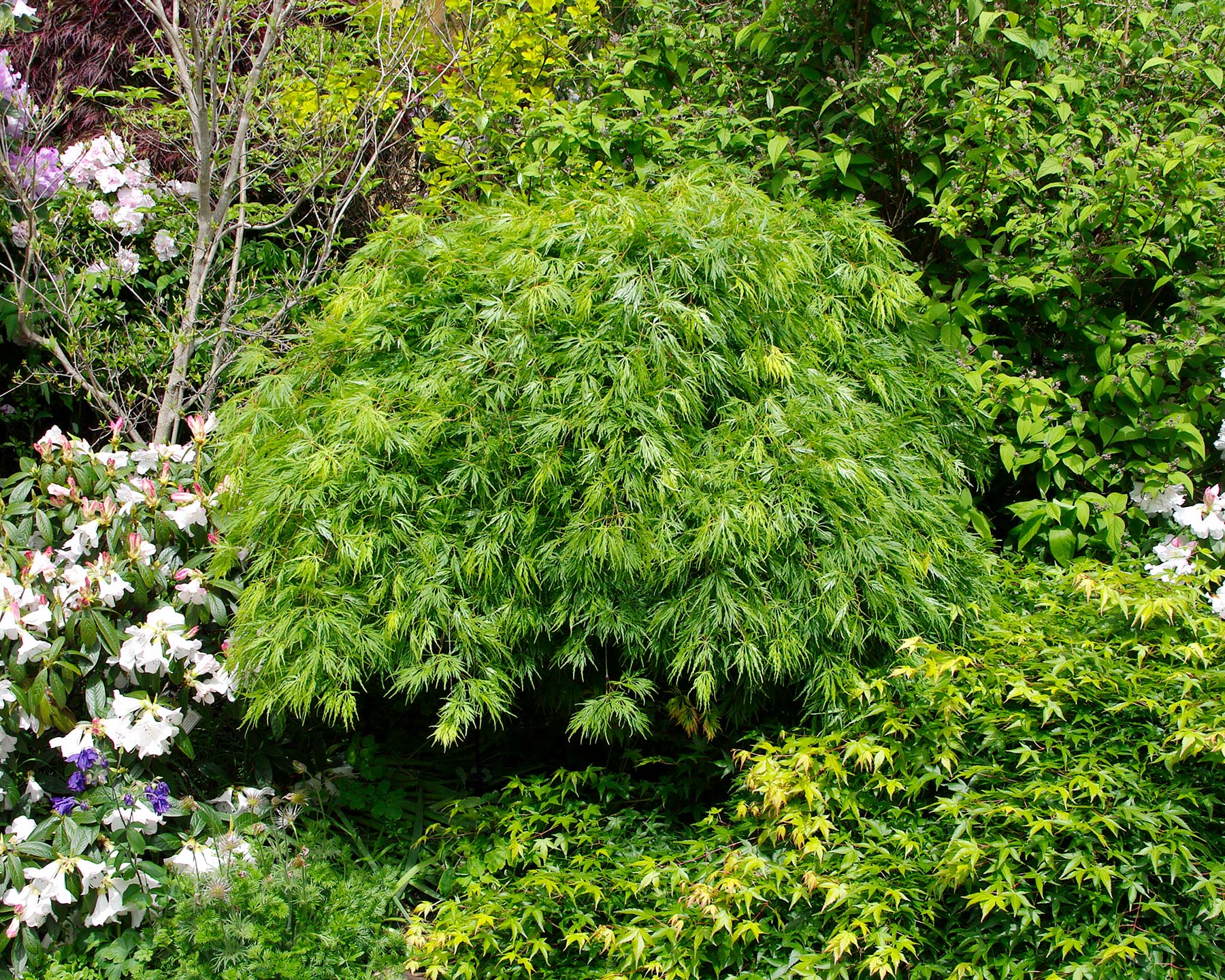 Acer palmatum Sekimori -  Jubilee Gardens, Hobart
