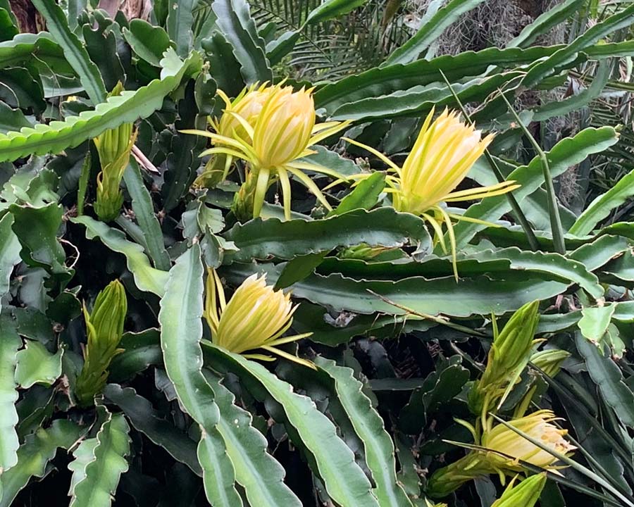 Hylocereus undatus - Dragonfruit flowers