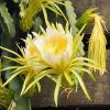 Hylocereus undatus - unfortunately these beautiful yellow flowers last for less than 1 day