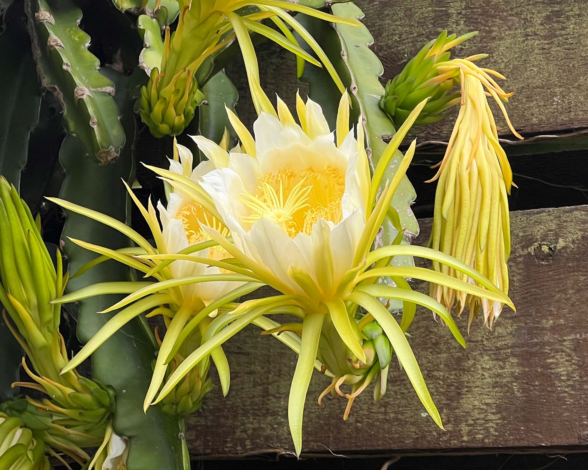 Hylocereus undatus - unfortunately these beautiful yellow flowers last for less than 1 day
