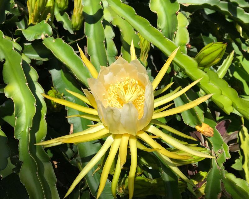Hylocereus undatus flower