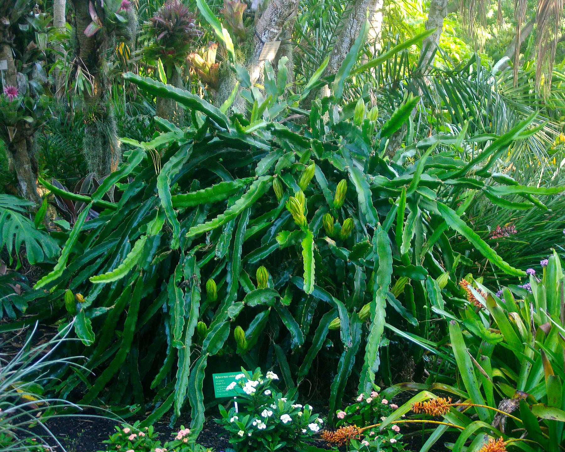 Hylocerus undatus - Dragonfruit plant - large spreading succulent