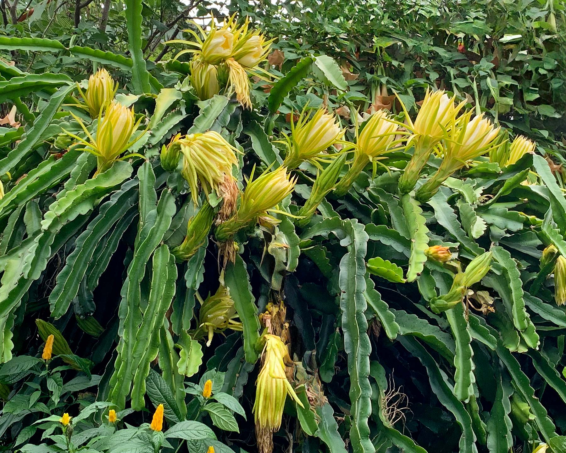 Hylocereus undatus - Dragonfruit flowers