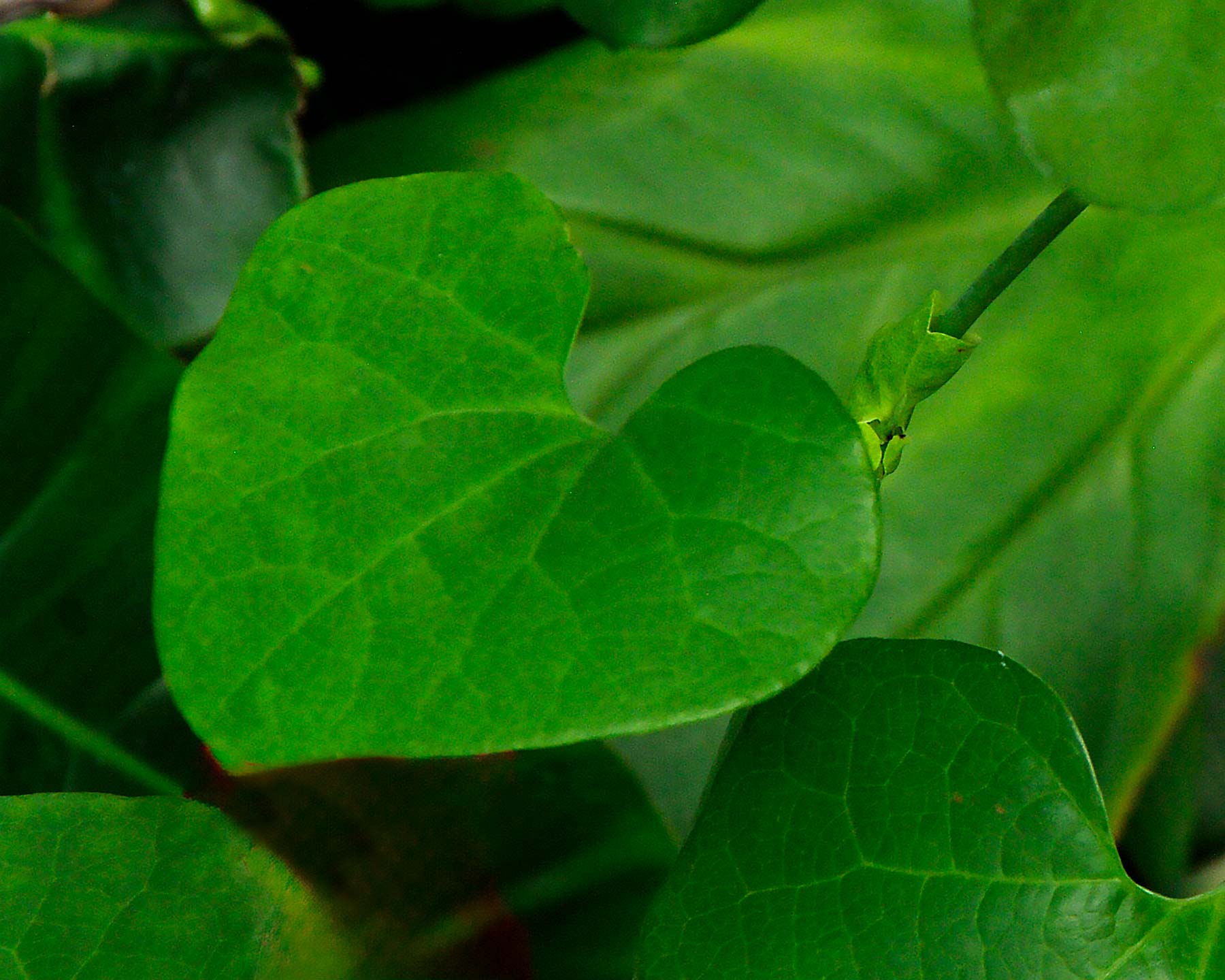 Aristolochia littoralis leaf