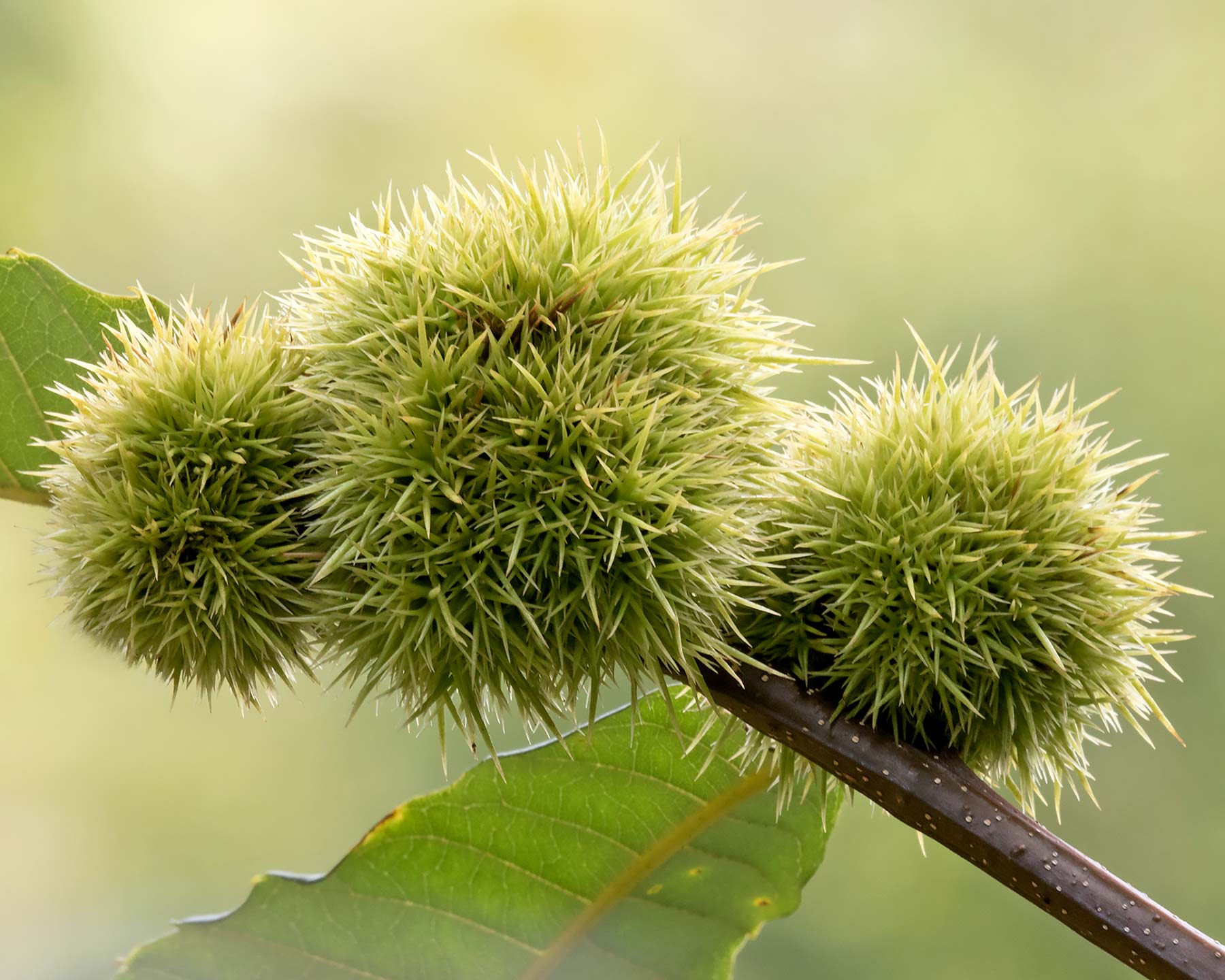 Castanea sativa, Sweet Chestnut - photo Zeynel Cebeci
