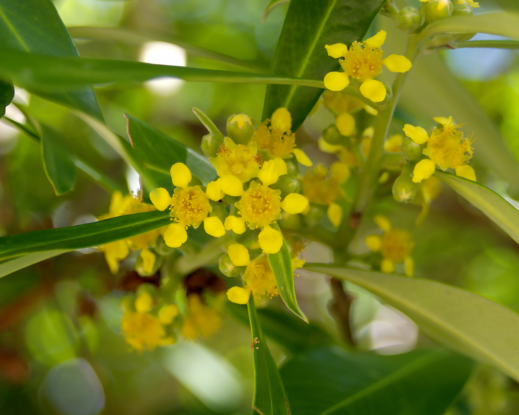 Tristaniopsis laurina - Water Gum - Yellow flowers