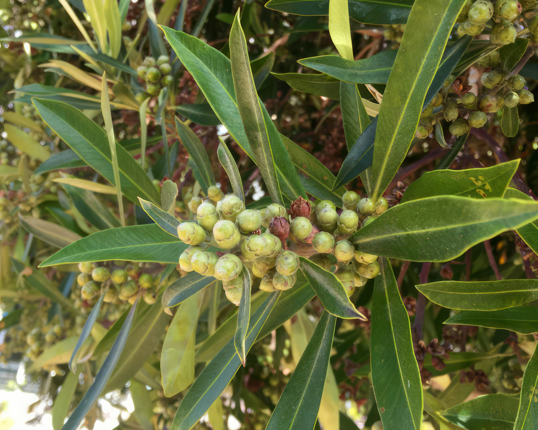 Clusters of round green fruit of Tristaniopsis laurina - The Water Gum