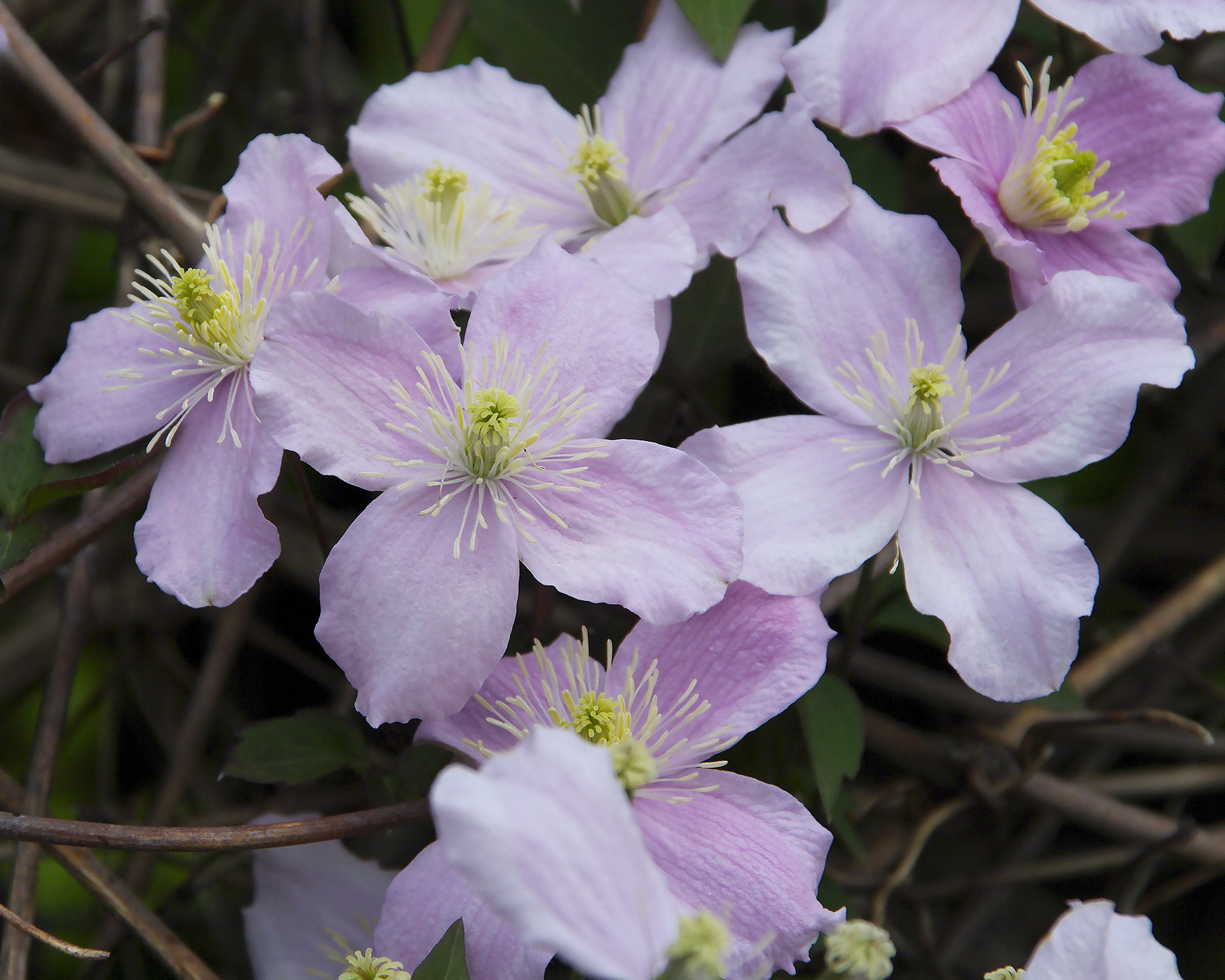 This is Clematis montana pink