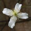 The pure white flowers of Clematis montana