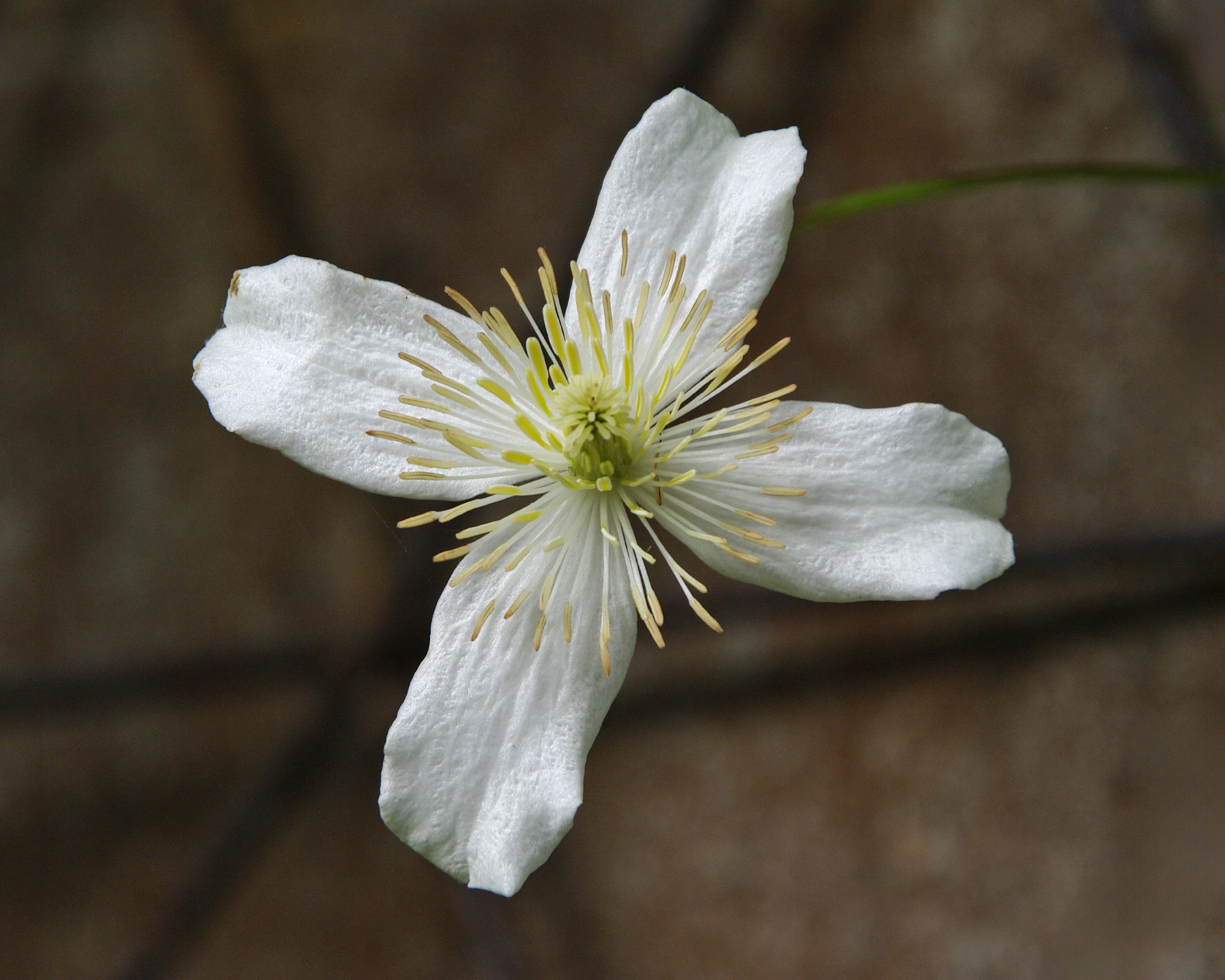 The pure white flowers of Clematis montana