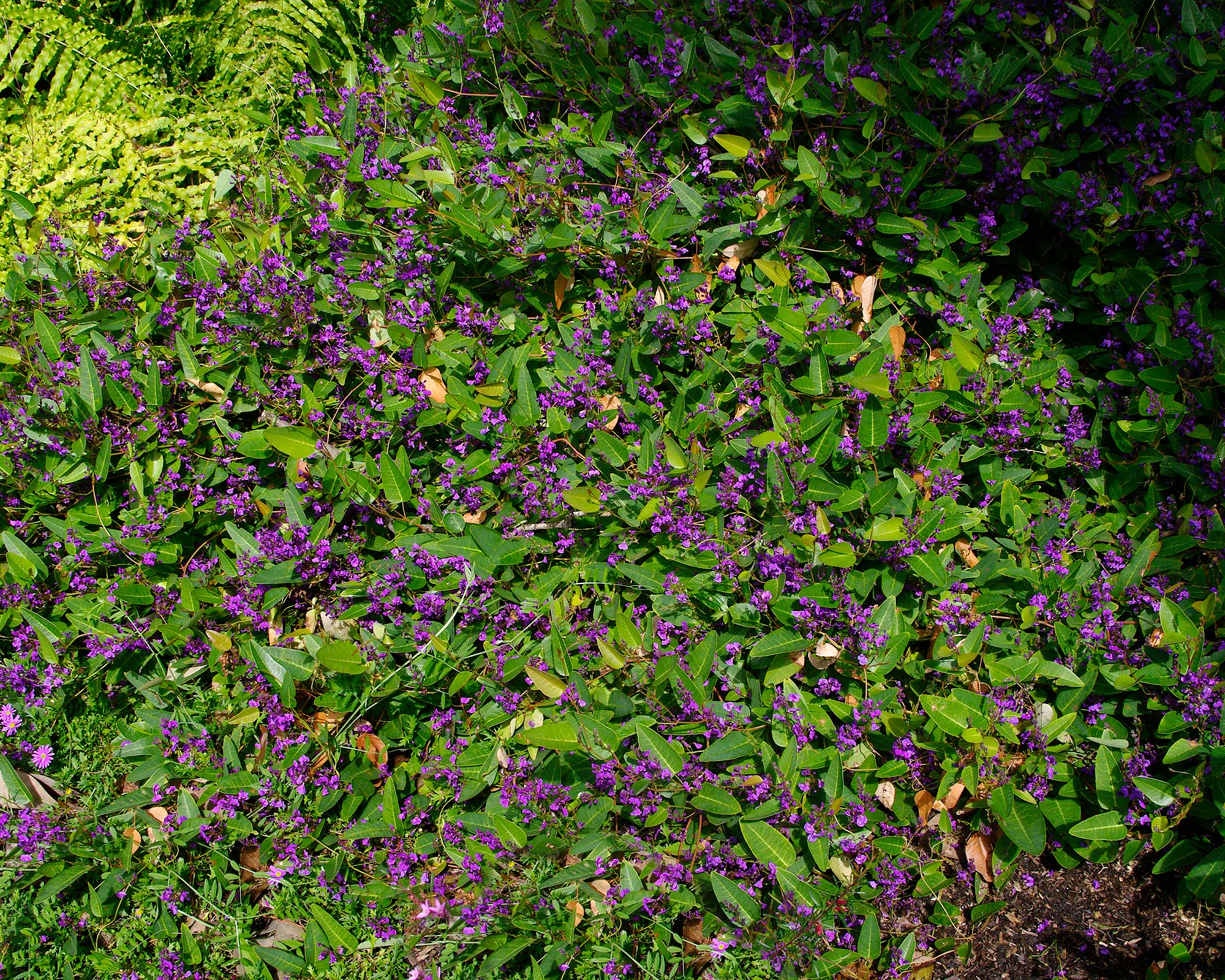 Hardenbergia violacea - used for groundcover