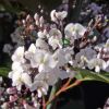 Hardenbergia violacea - this is Free and Easy