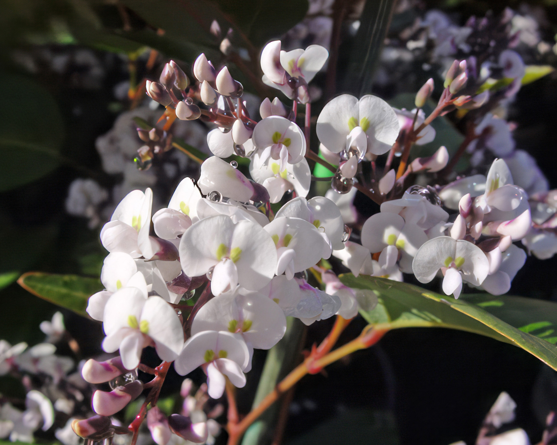Hardenbergia violacea - this is Free and Easy