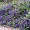 Hardenbergia violacea - vigorous grower can be climber or trailer