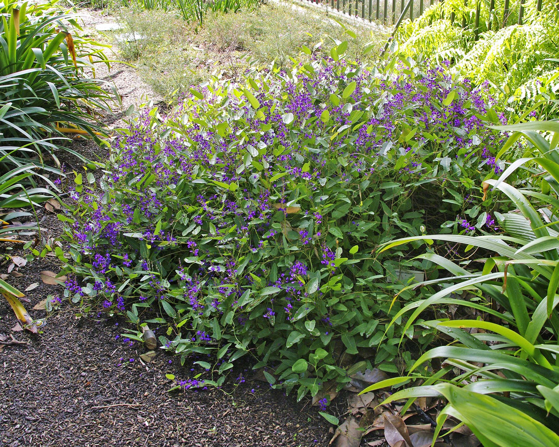 Hardenbergia violacea pruned to keep and more rounded shape