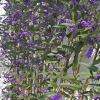 Hardenbergia violacea espaliered in the glasshouses Heligan UK