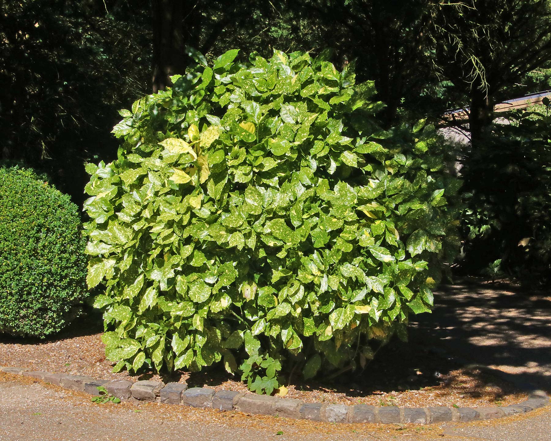 Aucuba japonica Variegata, as seen at Waddesdon Estate, UK