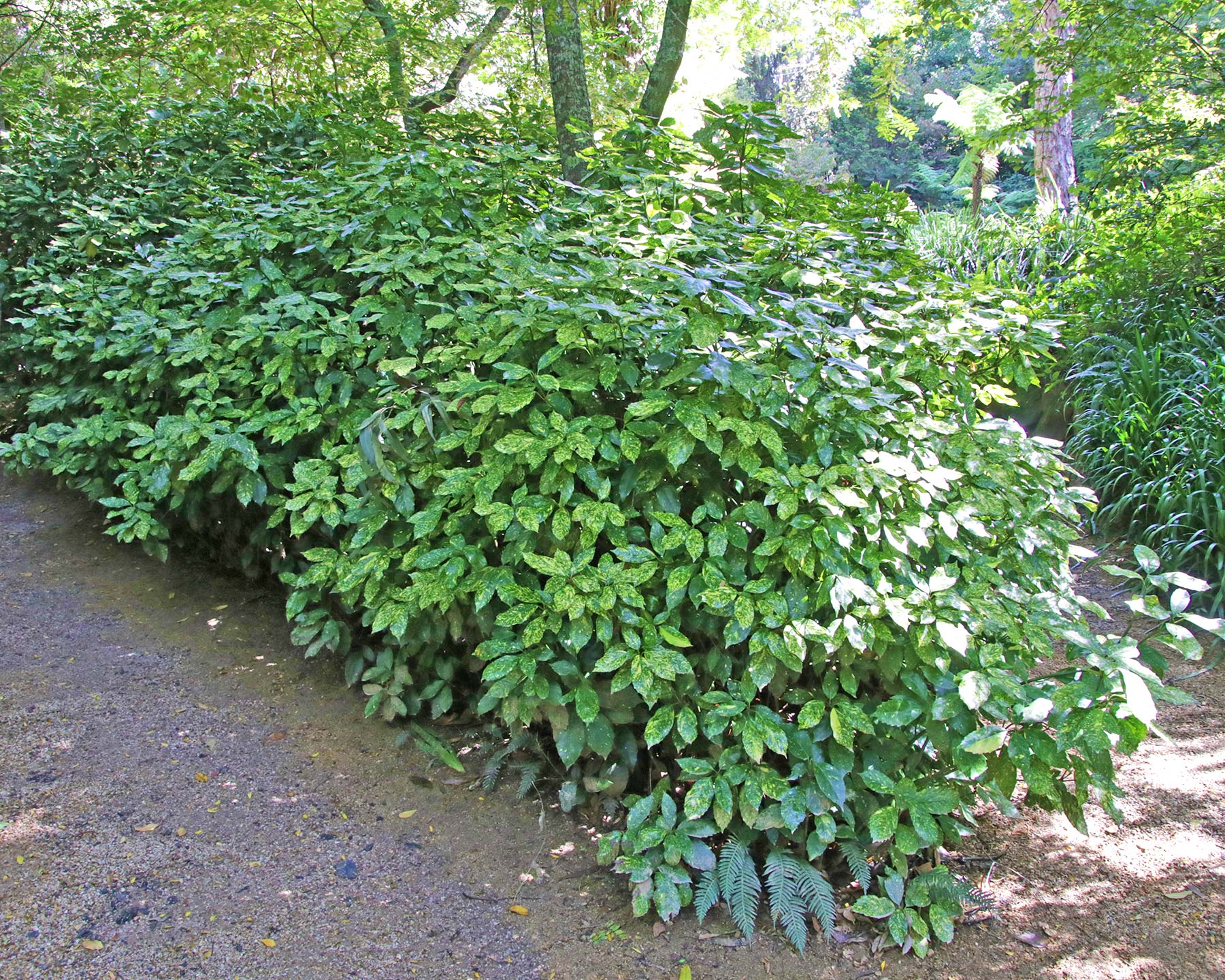Aucuba japonica variegata