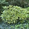 Aucuba japonica Variegata