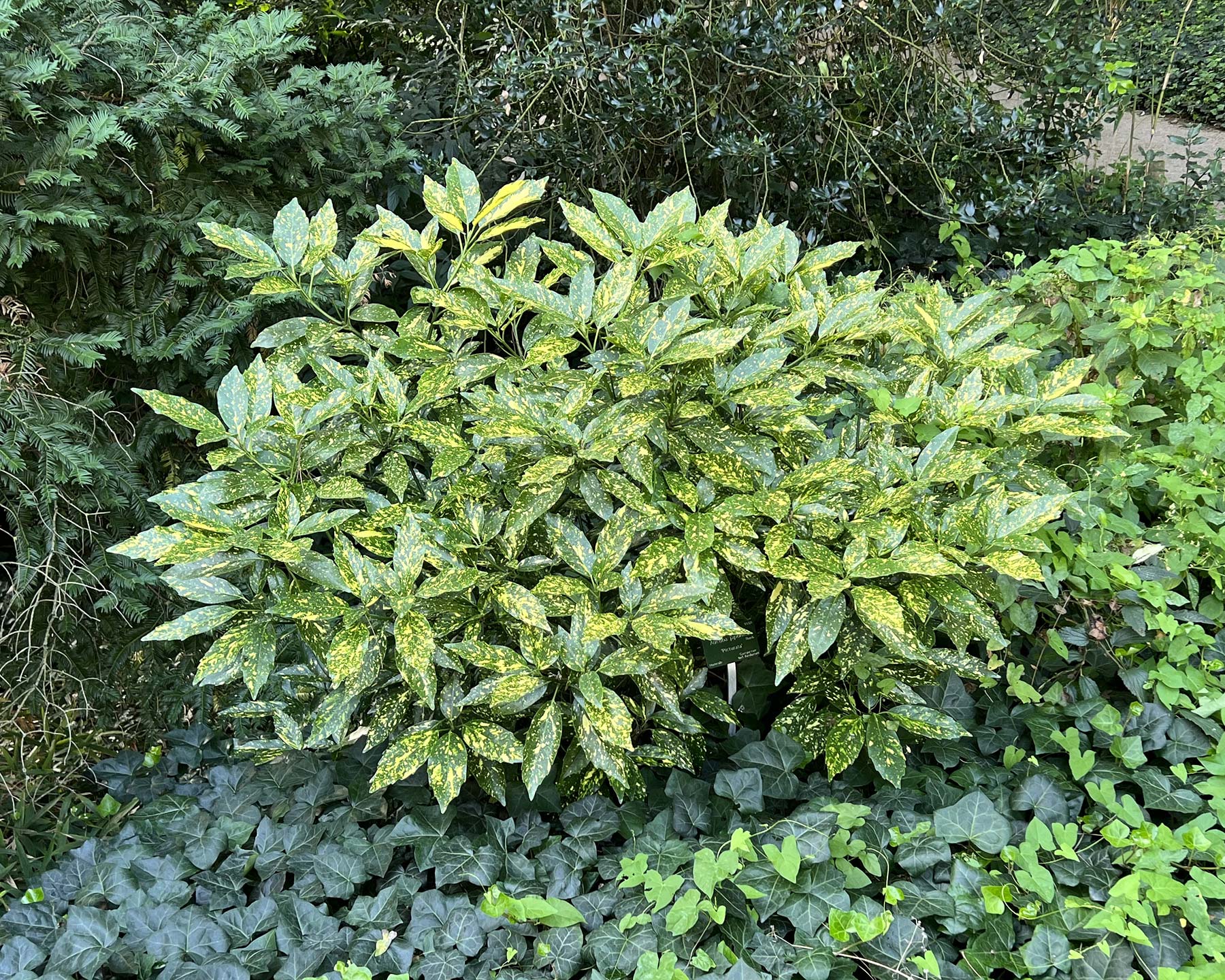 Aucuba japonica Variegata