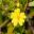 Hibbertia serpyllifolia - Guinea Flower
