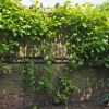 Actinidia deliciosa, Chinese Gooseberry or Kiwi Fruit makes a great wall cover