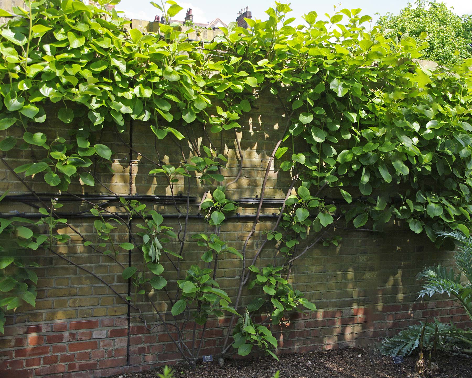 Actinidia deliciosa, Chinese Gooseberry or Kiwi Fruit makes a great wall cover