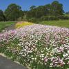 Rhodanthe chlorocephala - Strawflower - planted together in flower border at RBG Mount Annan