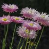 Rhodanthe chlorocephala subsp Rosea - Strawflower - solitary daisy like flowerheads on tall stems