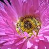 Rhodanthe chlorocephala - Everlasting Daisy