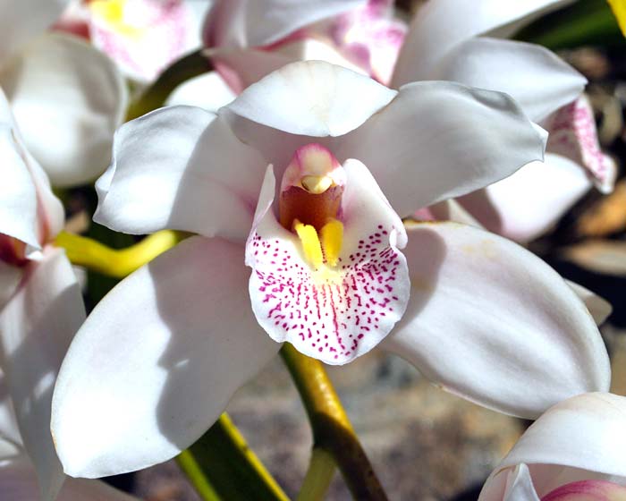 Cymbidium orchid hybrid