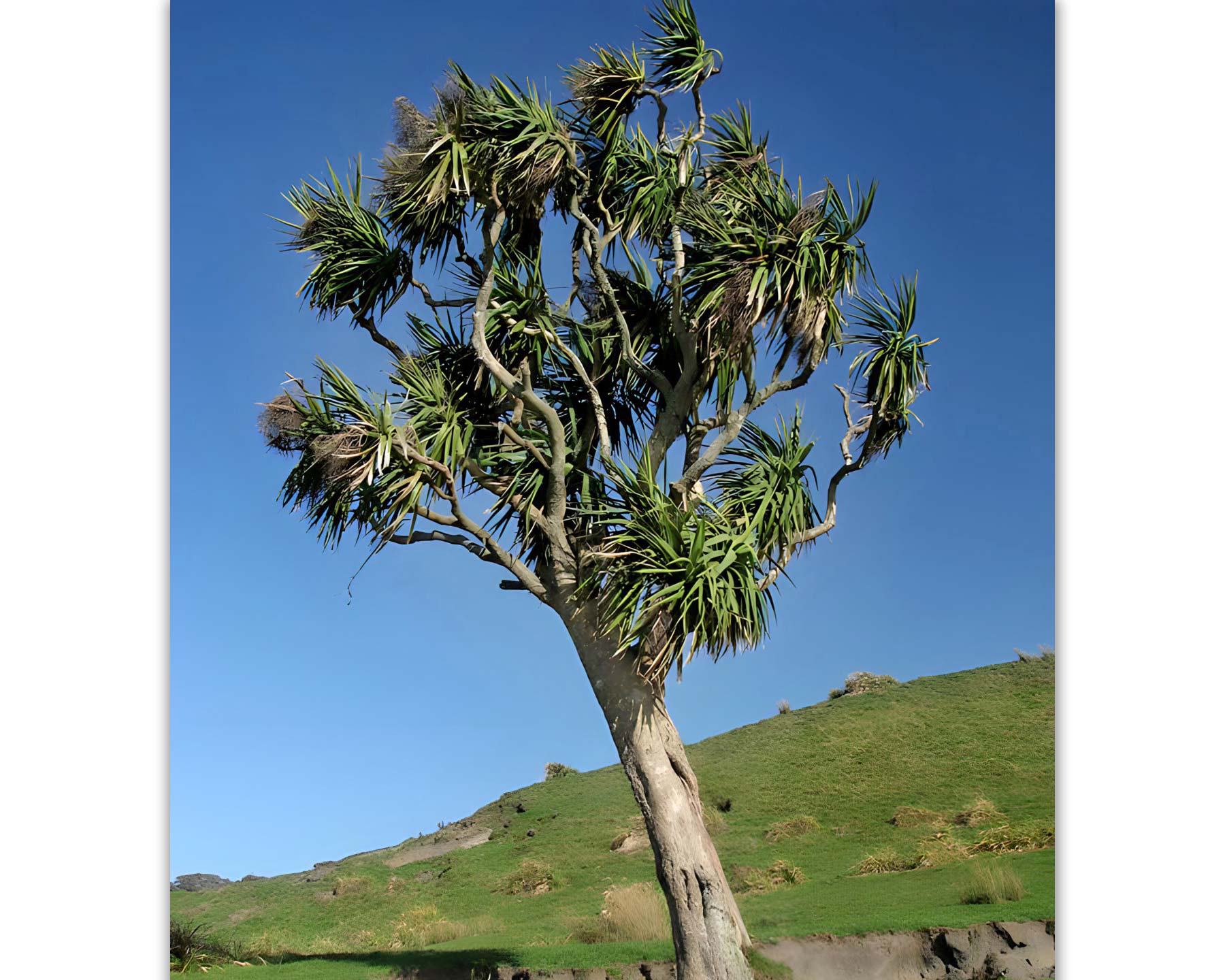 Cordyline australis - New Zealand Cabbage Tree - photo Kahuroa