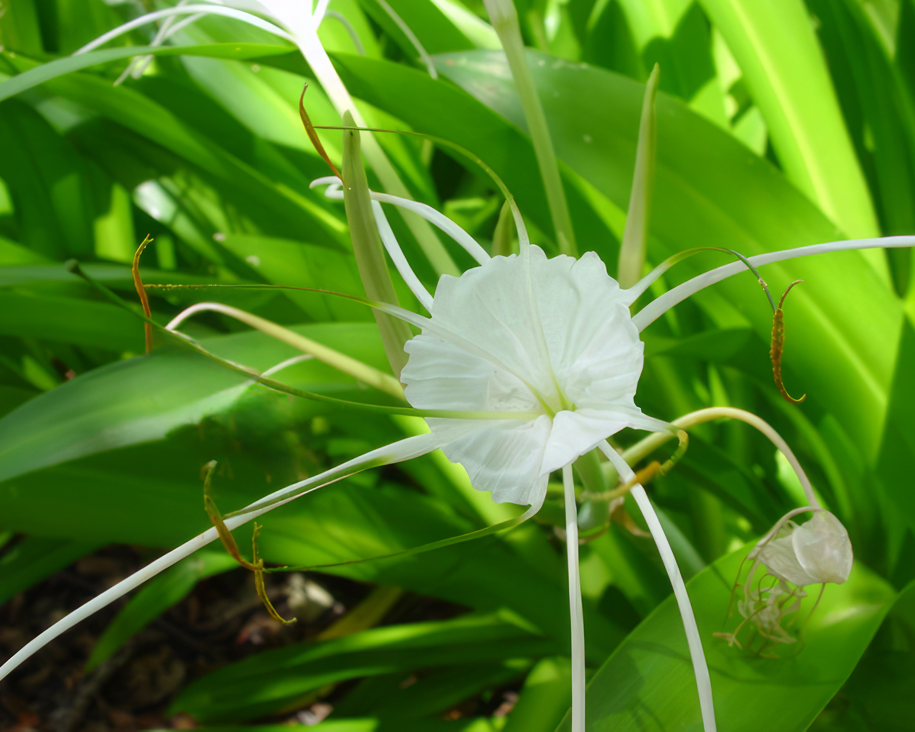 Hymenocallis narcissiflora or Spider Lily